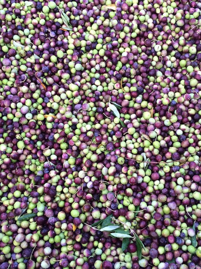 Fraaigelegen Farm - Home Of Adhara Evoo 图尔巴 外观 照片