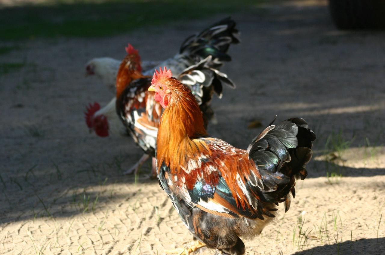 Fraaigelegen Farm - Home Of Adhara Evoo 图尔巴 外观 照片