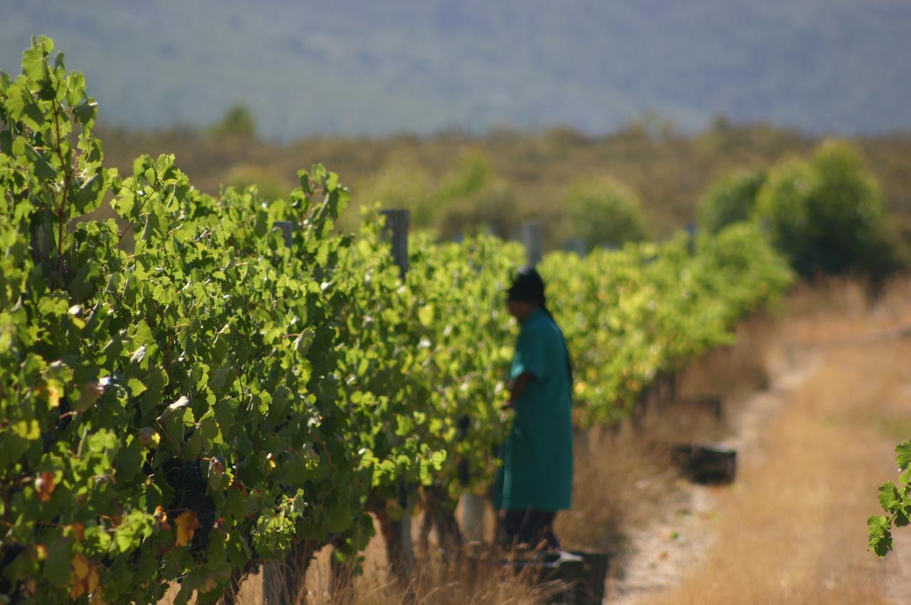 Fraaigelegen Farm - Home Of Adhara Evoo 图尔巴 外观 照片