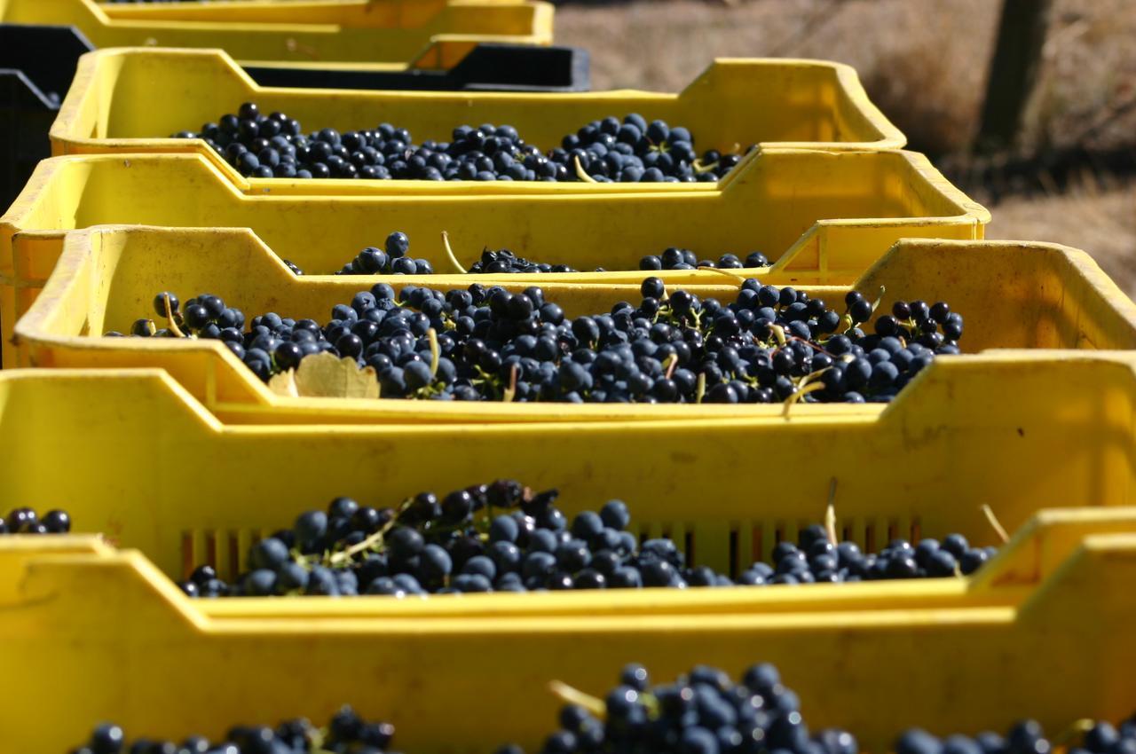 Fraaigelegen Farm - Home Of Adhara Evoo 图尔巴 外观 照片